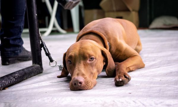Detecting Canine Overexertion: Key Indicators to Watch During Training Sessions