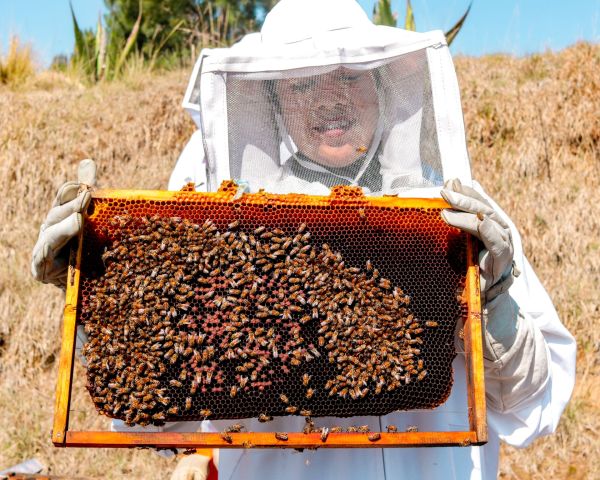 Enhancing urban ecosystems and community wellness: how beekeeping initiatives transform city life