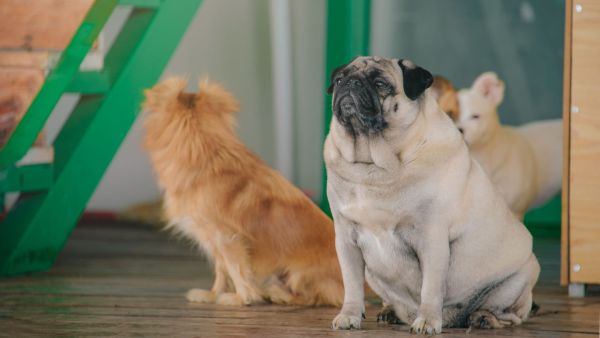 Ultimate Pet Weight Loss Guide: Effective Strategies for Successful Monitoring and Achieving Results!